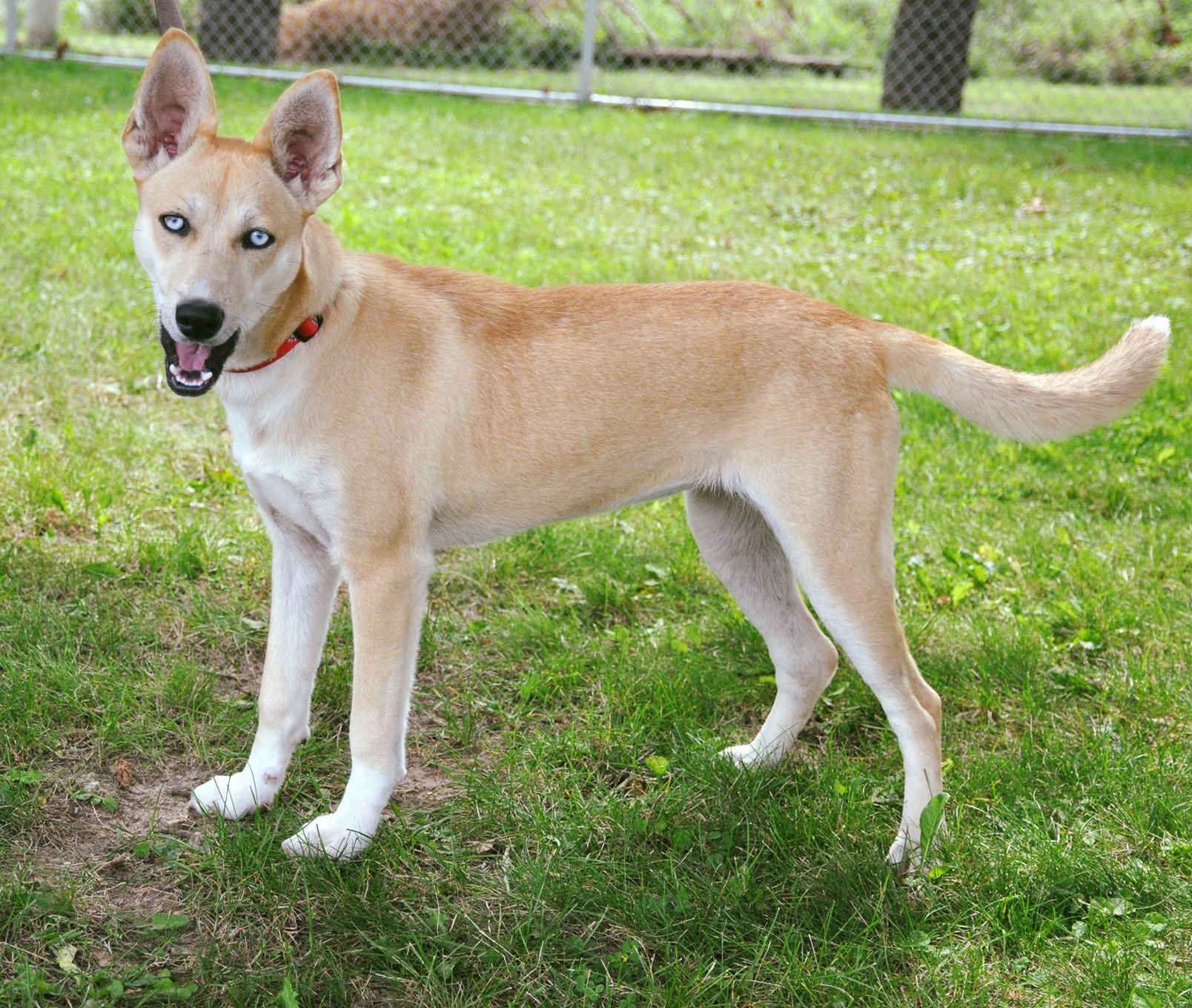 Carolina dog best sale husky mix