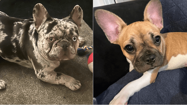 BDPD: “At Large” Pets Could Mean Fines