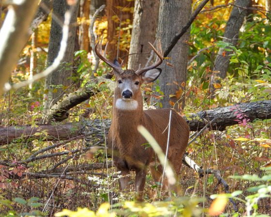 Deer Harvest Up Slightly for Wisconsin’s Opening Weekend; DNR Says Snow Could Boost Second Half of Season 